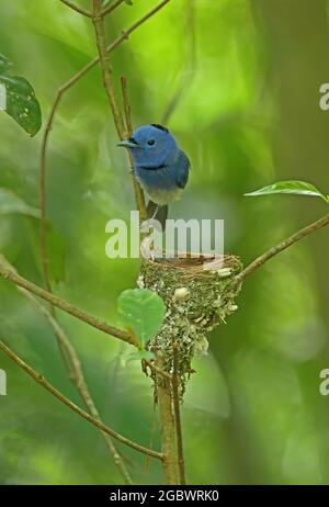 Monarch noir (Hypothymis azurea styani) adulte mâle perché au nid avec des poussins Kaeng Krachan NP, Thaïlande Mai Banque D'Images