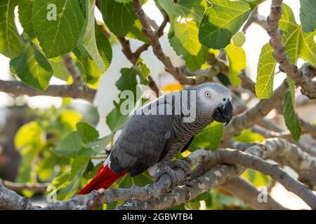 Perroquet gris africain timneh sur un arbre avec des feuilles vertes Banque D'Images