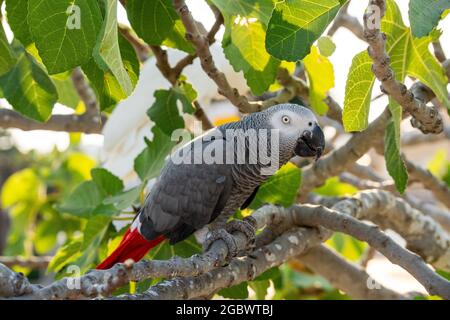 Perroquet gris africain timneh sur un arbre avec des feuilles vertes Banque D'Images