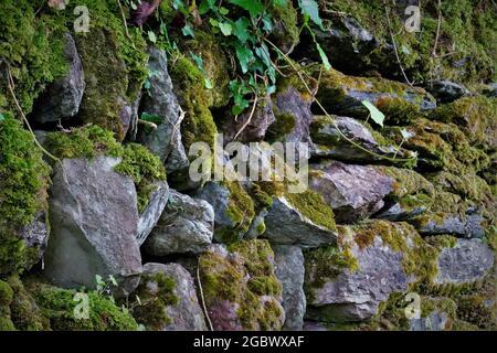 MOUSSE ET IVY RAMPANT SUR UN VIEUX MUR EN PIERRE Banque D'Images