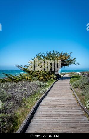 Cyprès en forme de vent courbé comme une vague surplombe le sentier de la promenade de Moonstone Beach au bord de l'océan Pacifique à Cambria dans le comté de San Luis Obispo. Banque D'Images