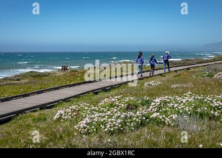 Trois enfants explorent le sentier de promenade de Moonstone Beach qui surplombe l'océan et les fleurs sauvages au premier plan. Banque D'Images