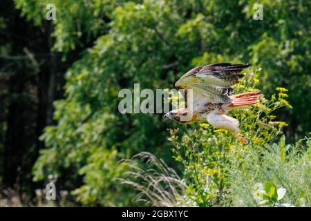 Photos d'action d'un Faucon Ã queue rouge, nom latin est Buteo jamaicensis. C'est un faucon commun en Amérique du Nord. Banque D'Images