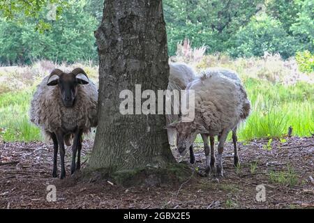 Brebis de Drent Heath avec cornes, au milieu d'un troupeau de brebis. Drents Heideschaap Banque D'Images