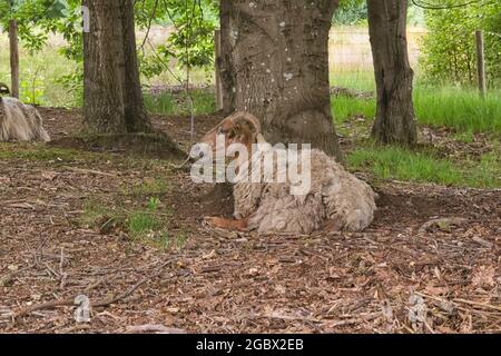 Brebis de Drent Heath avec cornes, au milieu d'un troupeau de brebis. Drents Heideschaap Banque D'Images