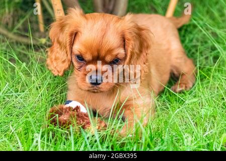 Un chien cavalier roi charles, un chiot rubis assis dans le jardin Banque D'Images