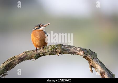 Oiseau de kingfisher commun (Alcedo atthis) perché dans un habitat naturel Banque D'Images