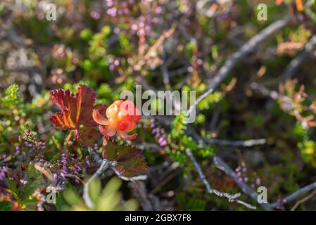 Plaquebière orange vif sur un fond de feuilles vertes dans la forêt Banque D'Images