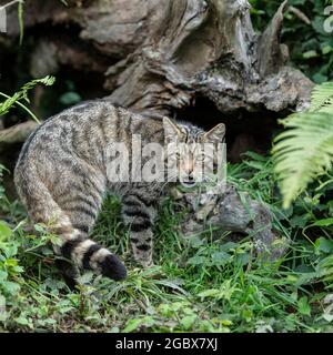 Scottish Wildcat Banque D'Images