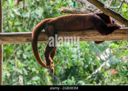 Singe hurleur rouge (Alouatta Sapiculus) en Amazonie Orphanage animal Pilpintuwasi dans le village Padre Cocha près d'Iquitos, Pérou Banque D'Images