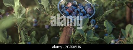 Baies de bruyère bleues fraîchement cueillies du jardin d'origine dans une passoire en métal avec une main en bois Banque D'Images