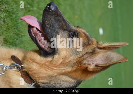 Allemand Sheppard chiens profil latéral - belle fourrure Banque D'Images