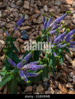 Monrovia 'First Glory' Veronica loongifolia, fleurs violettes fleuries dans un lit de paillis de paillis de terre. Kansas, États-Unis Banque D'Images