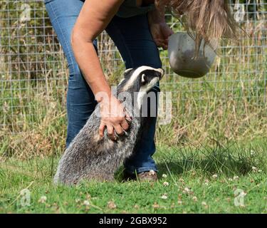Badger pour animaux, meles meles Banque D'Images