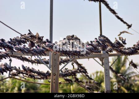 Un grand nombre de colombes bleues (colombe indo-sri lankaise, Columba livia intermedia) perchées sur des fils électriques et des fils sont en perte, Sri Lanka Banque D'Images