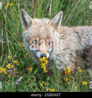 Le renard roux (Vulpes vulpes) Banque D'Images