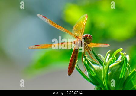Libellule d'amberwing de l'est (Perithemis tenera) perchée sur un buisson de fleur Banque D'Images
