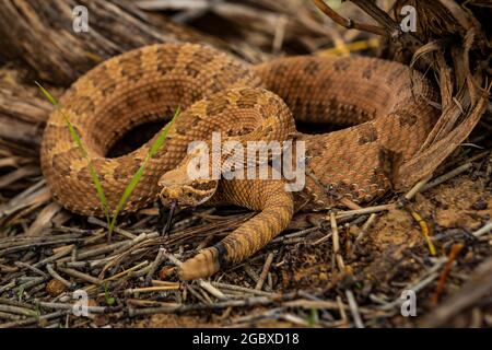 WESTERN Rattlesnake, Crotalus viridis, le long de Square Tower Loop Trail dans le Hovenweep National Monument, Utah, États-Unis Banque D'Images