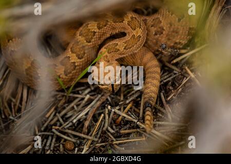 WESTERN Rattlesnake, Crotalus viridis, le long de Square Tower Loop Trail dans le Hovenweep National Monument, Utah, États-Unis Banque D'Images