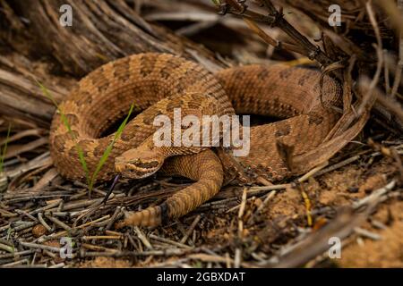 WESTERN Rattlesnake, Crotalus viridis, le long de Square Tower Loop Trail dans le Hovenweep National Monument, Utah, États-Unis Banque D'Images