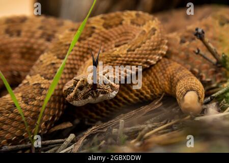 WESTERN Rattlesnake, Crotalus viridis, le long de Square Tower Loop Trail dans le Hovenweep National Monument, Utah, États-Unis Banque D'Images