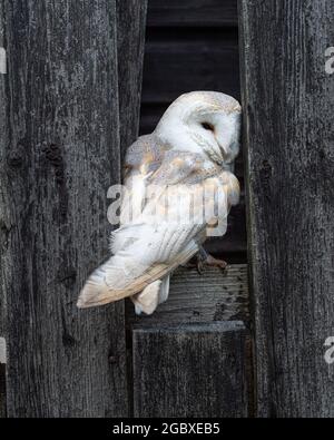 Hibou de la grange, Tyto Alba Banque D'Images