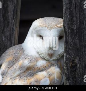 Hibou de la grange, Tyto Alba Banque D'Images