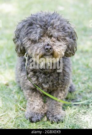 Bichon Poodle Mix chien. Parc pour chiens hors-laisse dans le nord de la Californie. Banque D'Images