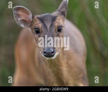 Reeves muntjac (Muntiacus reevesi) Banque D'Images