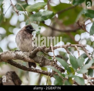 Bulbul commun, connu sous le nom de Bulbul à yeux noirs, Pycnonotus barbatus, perching dans un arbre dans le parc national Kruger, Afrique du Sud Banque D'Images