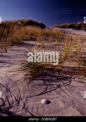 Shell dans le sable au parc régional de Hampton Beach, New Hampshire Banque D'Images