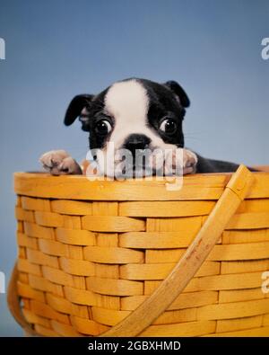 ANNÉES 1990 DRÔLE À GROS YEUX INSECTE MUR À OEIL NOIR ET BLANC BOSTON TERRIER CHIOT PEEKING D'UN PANIER EN BOIS TISSÉ EN CHÊNE FENDU - KD840 HAR001 HARS CHIEN GRAND-OEIL PUP CHIEN MAMMIFÈRE ÉTOILÉ NOIR ET BLANC CONDITION HAR001 OLD FASHIONED Banque D'Images