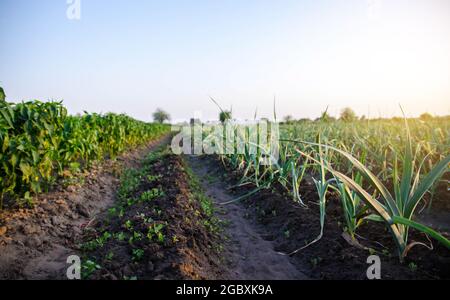 Des rangées d'oignons poireaux dans un champ de ferme. Végétation verte fraîche sur sol humide après l'arrosage. Agriculture, paysage agricole. Agro-industrie. Végétation Banque D'Images