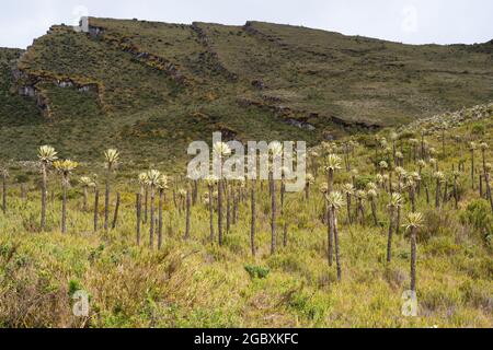 Framejones, fleurs endémiques du paramo de l'amérique du Sud, les Lagunas de Siecha, Páramo de Chingaza, Colombie. Banque D'Images