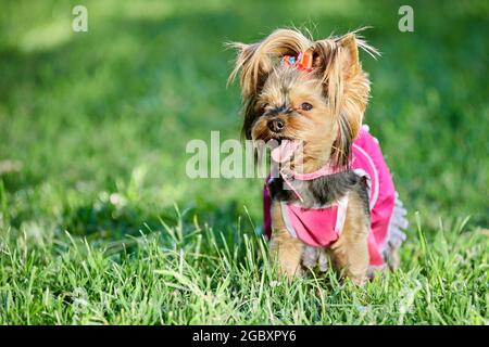 Chien en vêtements, femme Yorkshire terrier portant une robe rose. Banque D'Images