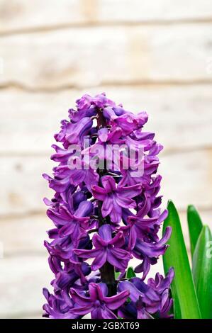 Jacinthe sensation pourpre une variété de jacinthe orientalis qui est une bulbe à fleurs printanières est vivace et entièrement robuste Banque D'Images