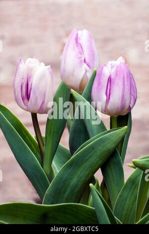 Groupe de pantalons de tulipa. Une tulipe simple à fleurs de printemps bicolore de couleur pourpre et blanche appartenant au groupe de triomphe des tulipes Division 3 Banque D'Images