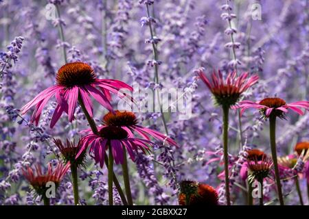 Des fleurs de purpurea d'échinacée rose, également connues sous le nom de fleurs de conées ou de rudbeckia, et de grandes tiges de salvia pourpre derrière elles, au RHS Wisley Garden, Surrey, Royaume-Uni Banque D'Images