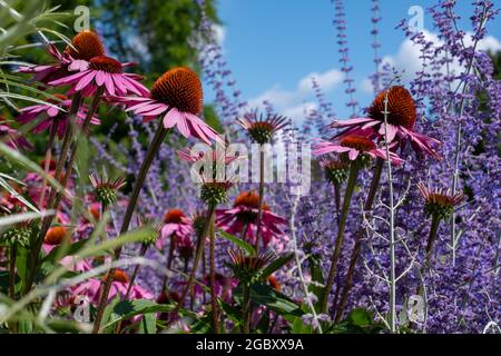 Des fleurs de purpurea d'échinacée rose, également connues sous le nom de fleurs de conées ou de rudbeckia, et de grandes tiges de salvia pourpre derrière elles, au RHS Wisley Garden, Surrey, Royaume-Uni Banque D'Images