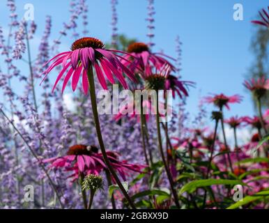 Des fleurs de purpurea d'échinacée rose, également connues sous le nom de fleurs de conées ou de rudbeckia, et de grandes tiges de salvia pourpre derrière elles, au RHS Wisley Garden, Surrey, Royaume-Uni Banque D'Images