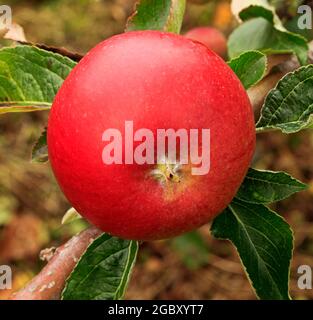 Pomme 'Red Miller', poussant sur arbre, malus domestica, pommes, fruits Banque D'Images