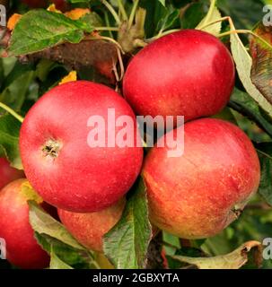 Pomme 'Red Miller', poussant sur arbre, malus domestica, pommes, fruits Banque D'Images