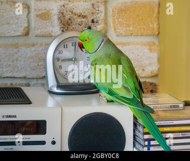 Oiseau de parakeet à anneaux de rose écoutant la radio Banque D'Images