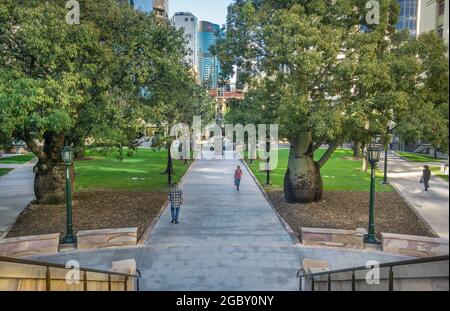 Queensland Bottle Trees (Brachychiton rupestris) au parc commémoratif d'Anzac Square, ville de Brisbane Queensland, Australie Banque D'Images