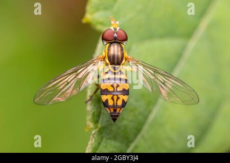 Une femelle Calligraphe oriental (Toxomerus geminatus) perce sur une feuille. Banque D'Images