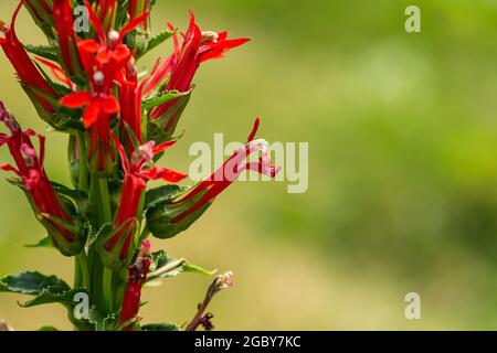 Fleurs cardinal en fleurs en été Banque D'Images