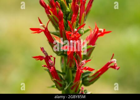 Fleurs cardinal en fleurs en été Banque D'Images