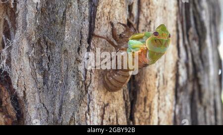 vue latérale d'une cicada émergeant de sa coquille sur un arbre de gomme à l'ébor Banque D'Images
