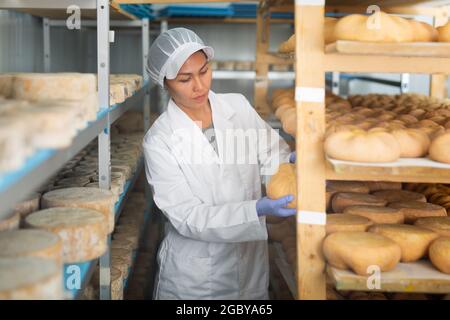 Femme cheesmaaker vérifiant le processus de vieillissement du fromage dans la chambre de maturation Banque D'Images