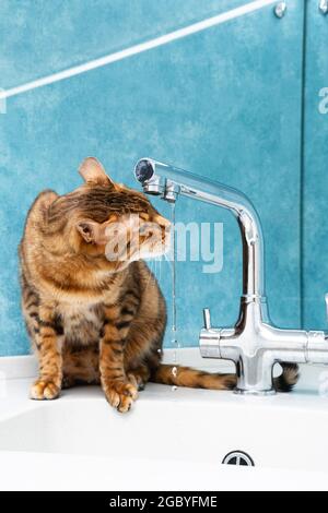 Un chat bengal mignon boit de l'eau dans un robinet. Belle eau de boisson de chat avec la langue du robinet dans la cuisine. Banque D'Images